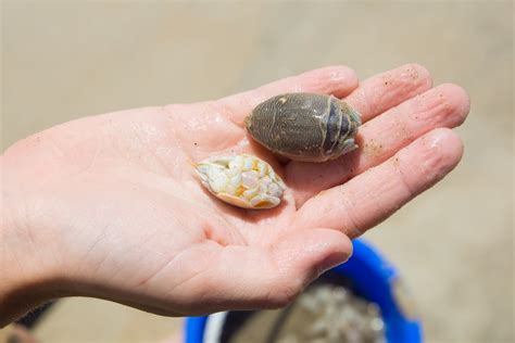 sand fleas edible|what do sand fleas eat.